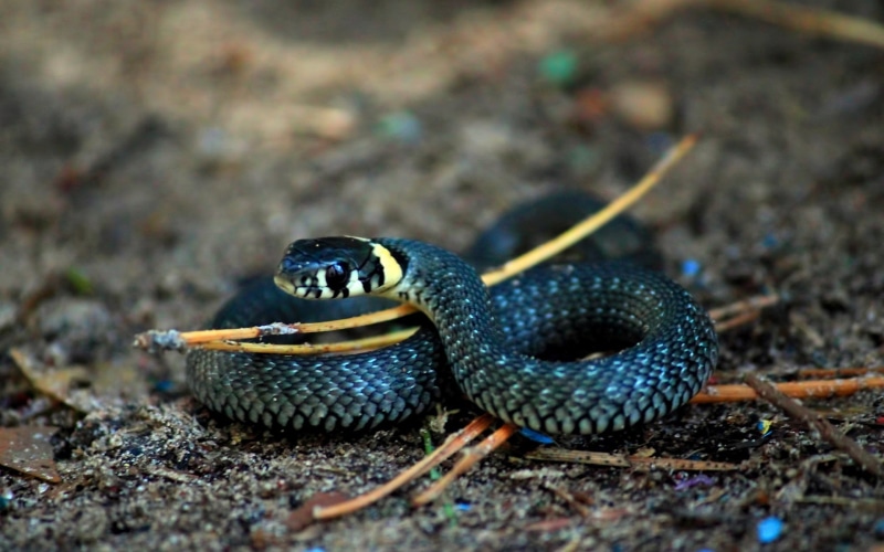 snake, curious, 1080P