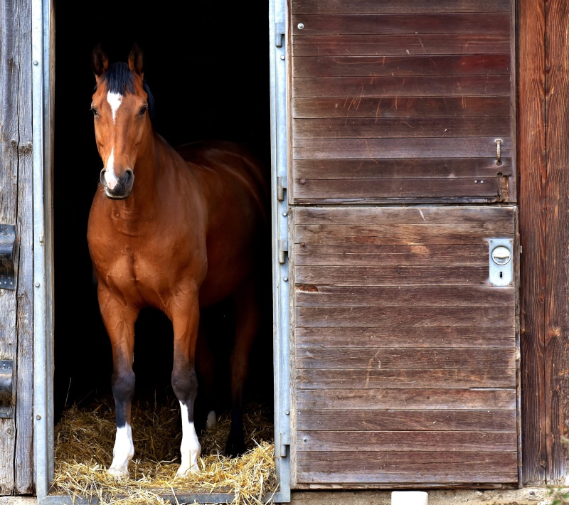 white, stall, mammal, animal wildlife, ranch, wooden, pets, animal world, standing, door, day, no people, built structure, one animal, box, animal themes