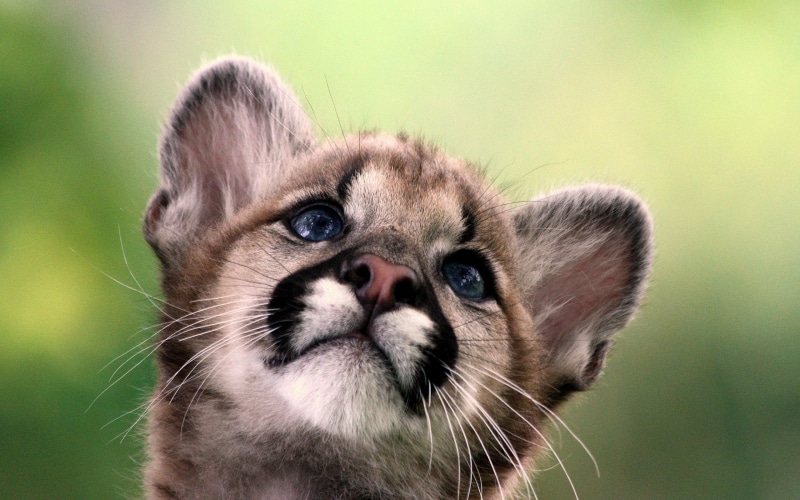 animals, cute, little, animal, 2K, curious, wild