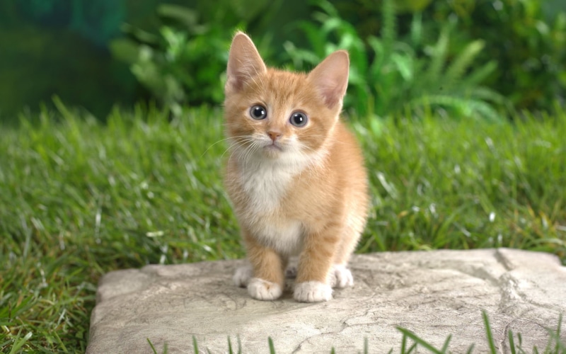 kitten, curious, tabby, 1080P
