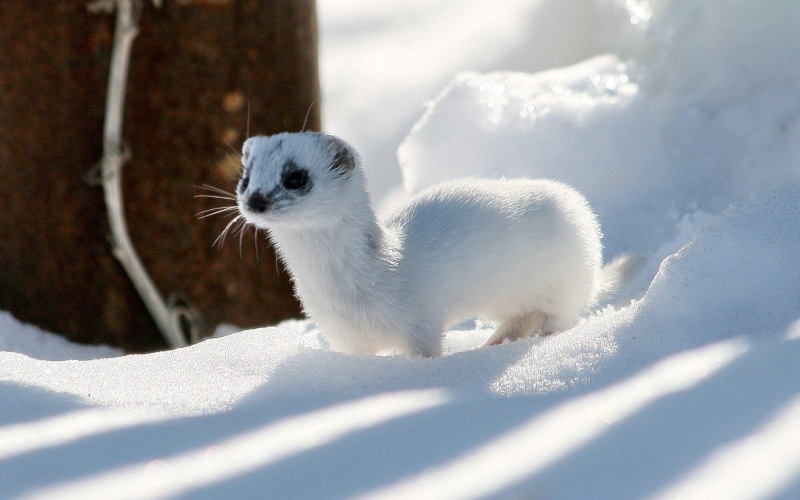 white, curious, animals, legged, animal, 1080P, snow, winter, 1920x1200, ermine, ferret