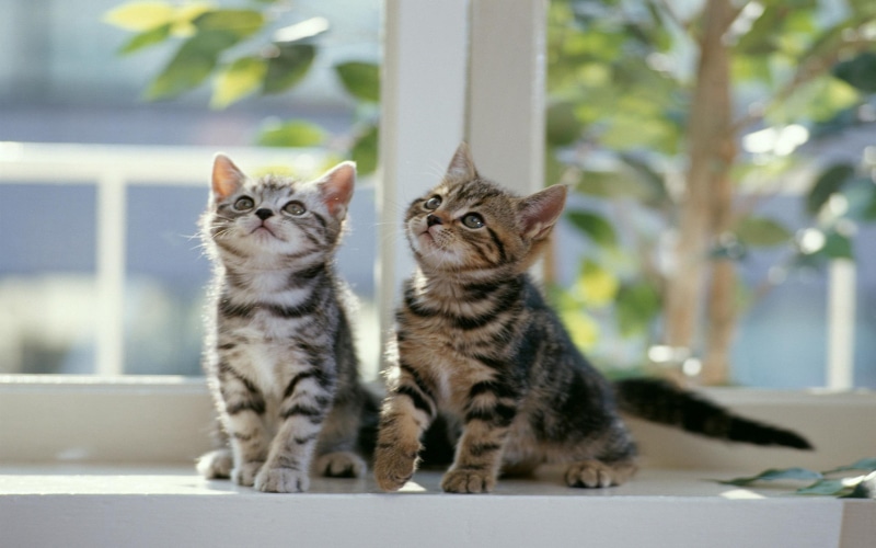 twin, curious, 2K, cats, small, cute