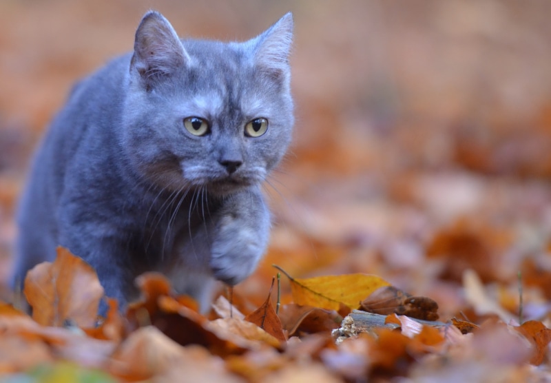 land, domestic, leaf, dry, animal themes, change, no people, curious, selective, russian, young cat, portrait, photography, 4K, one animal, blue, mammal