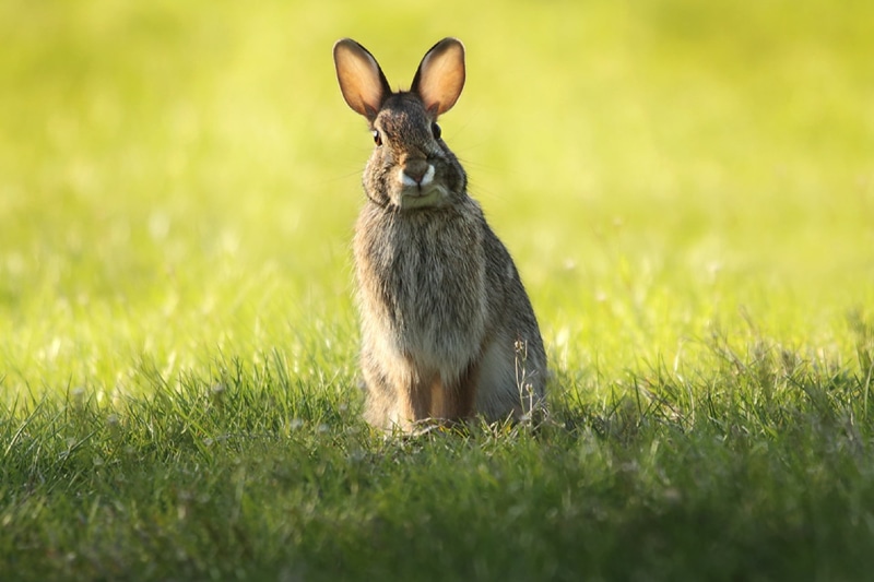 curious, portrait, wildlife, wild, hair, day, no people, gray, cute, 1080P, animal wildlife, one animal, mammal, rabbit, looking, daytime, rabbit - Animal