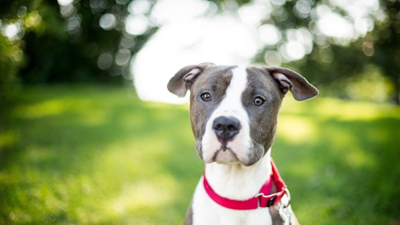 black, curious, pitbull, white, dog, 1920x1080, 1080P, animals, brown