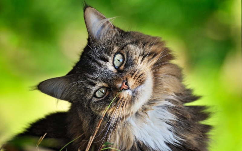 1080P, Cat, Curious