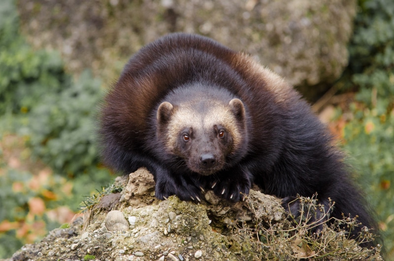 funny, cute, vertebrate, nature, mammal, animal, animal wildlife, focus on foreground, outdoors, wolverine, 4K, gray, tree, day, fur, looking at camera