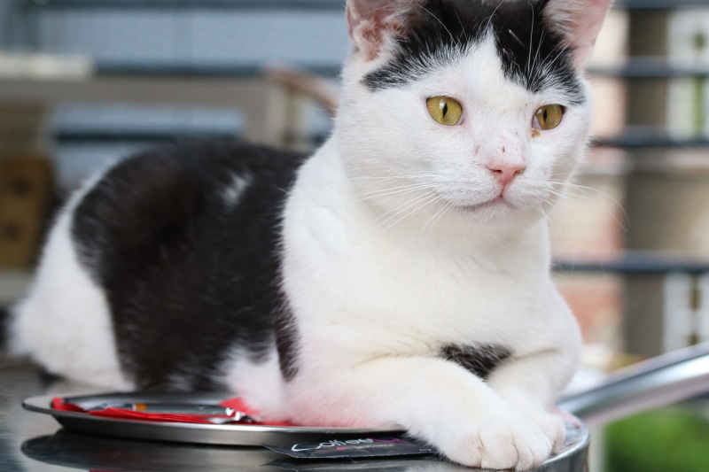 looking at camera, indoors, vertebrate, no people, whisker, cat cafe, animal, focus on foreground, curious, feline, close-up, table, animal themes, domestic animals