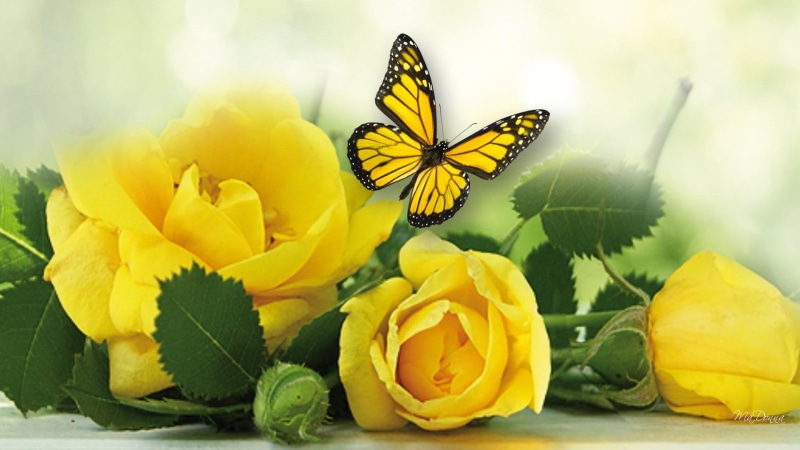 flowers, blurry, papillon, butterfly, fleurs, leaves, soft, yellow, summer, gold, mellow, 1080P, roses, nature and lan