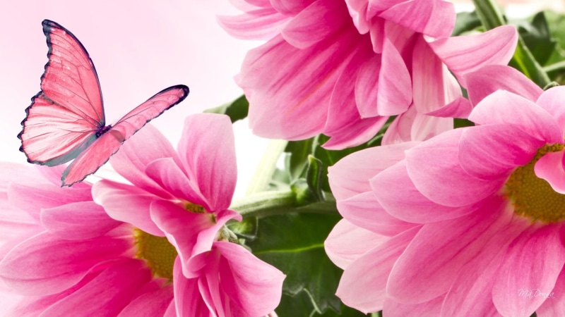 pink, butterfly, autumn, 1080P, fleurs, papillon, summer, fall, daisy, flowers, bright, mums, nature and landscapes