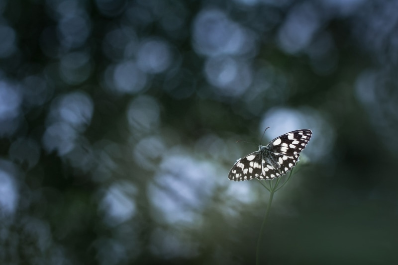 black, outdoors, animals in the wild, insect, growth, no people, animal, butterfly - insect, focus on foreground, one animal, animal wildlife, photography