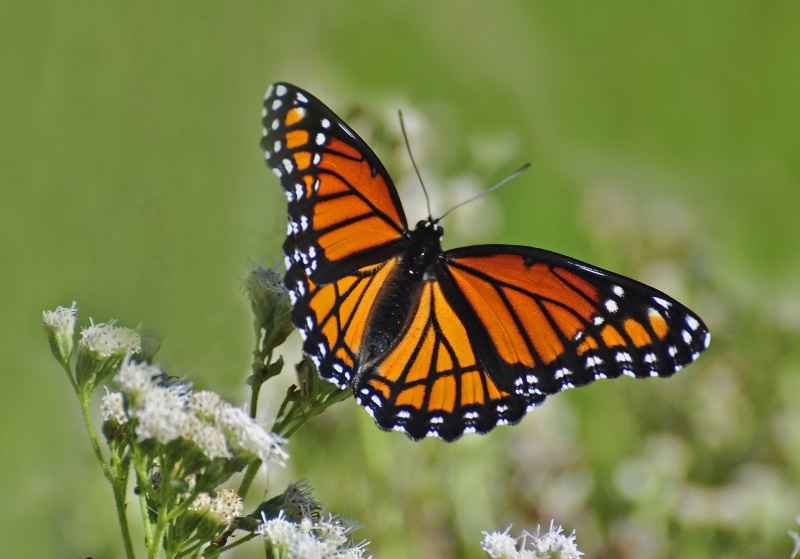 butterfly, summer, Oxford  Michigan, flowers, close-up, animal Wing, viceroy, Viceroy butterfly, nature, beauty In Nature, 2K, macro, multi Colored, wildlife