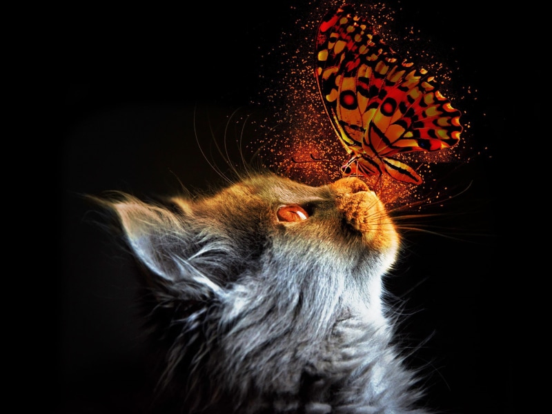 butterfly, 1080P, light, cat