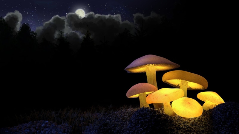 digital composite, no people, mushrooms, star - space, food, nature, black background, lighting equipment, forest, fungus, 1080P, yellow, sky, dark, glow