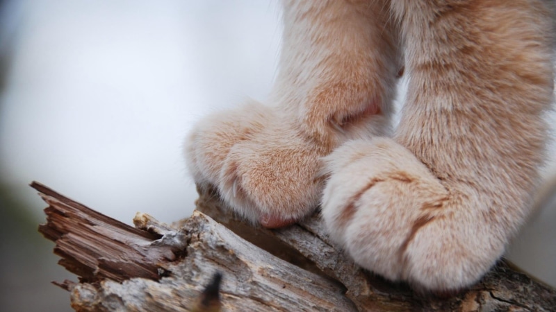 young Animal, mammal, paws, relaxation, day, pets, vertebrate, animals, no People, fluffy, small, paw, backgrounds, macro, depth of field, cat, 1080P