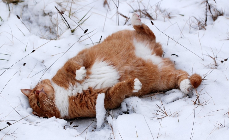 resting, relaxation, vertebrate, whisker, lying down, snow, domestic, one animal, orange, domestic animals, cat, domestic cat, mammal, animals, sleeping