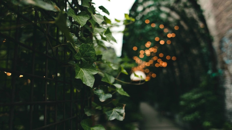 green Color, plant part, nature, plants, selective focus, season, branch, light - Natural Phenomenon, shallow, bright, growth, christmas, leaf, green, defocused