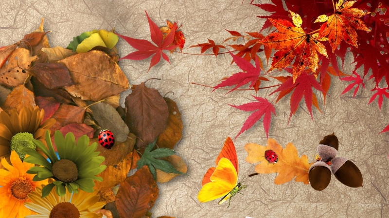 firefox persona, 1080P, fall, autumns, 3d and abstr, flowers, ladybugs, colr, seasons, butterfly, autumn, acorn, luxury, leaves