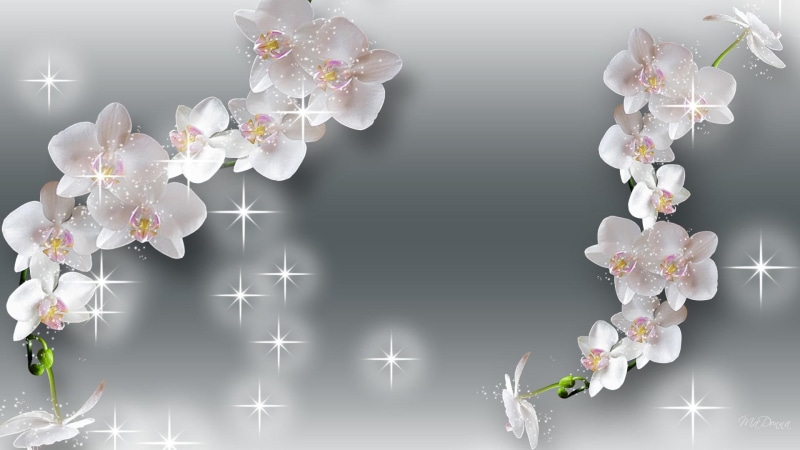 japan, silver, sakura, 3d and abstra, glow, stars, abstract, cherry blossoms, firefox persona, sparkles, sprinkle, dust, 1080P