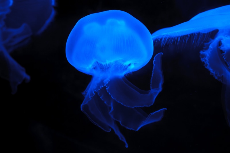 animals, creature, glow, underwater, undersea, saltwater fish, colored, fish, dark, 4K, water, effect, beauty in nature, sea life, swimming, close-up