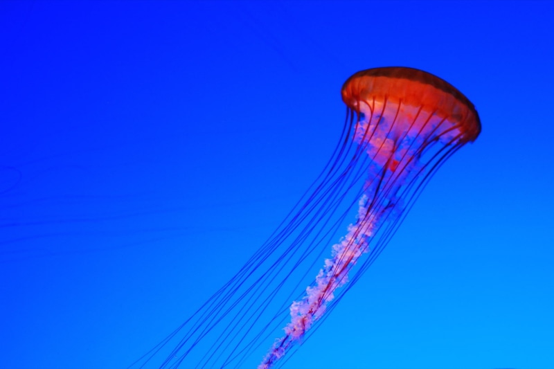 fish, explore, Georgia  Aquarium, sea, 8D, travel, Georgia Aquarium, blue, tentacle, swimming Animal, jelly, nature, Jelly fish, jellyfish, f/1, jelly  fish