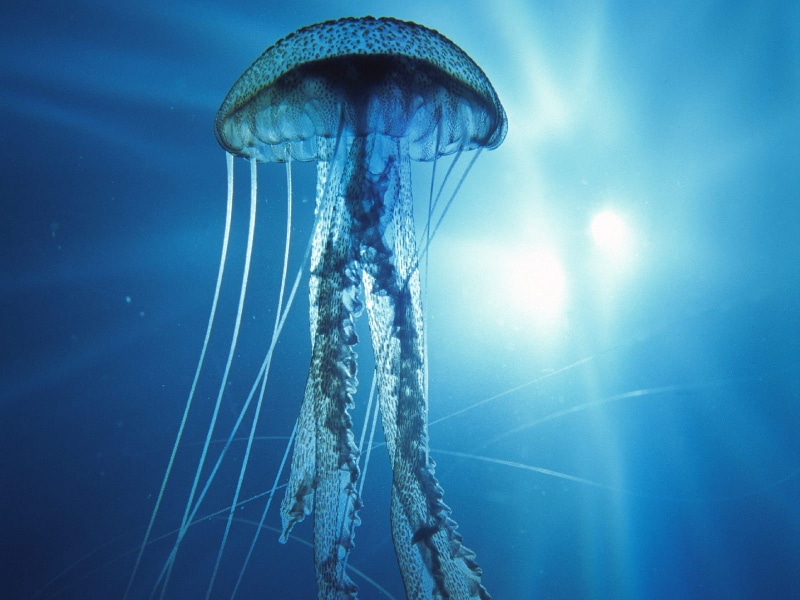 720P, jelly, electric, jellyfish, fish