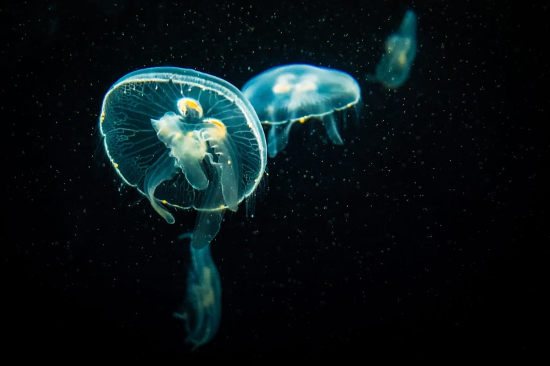 black, invertebrate, sea, blue, no people, glow, jellyfish, aqua, water, undersea, underwater, background, swimming, animals in captivity, animal, nature