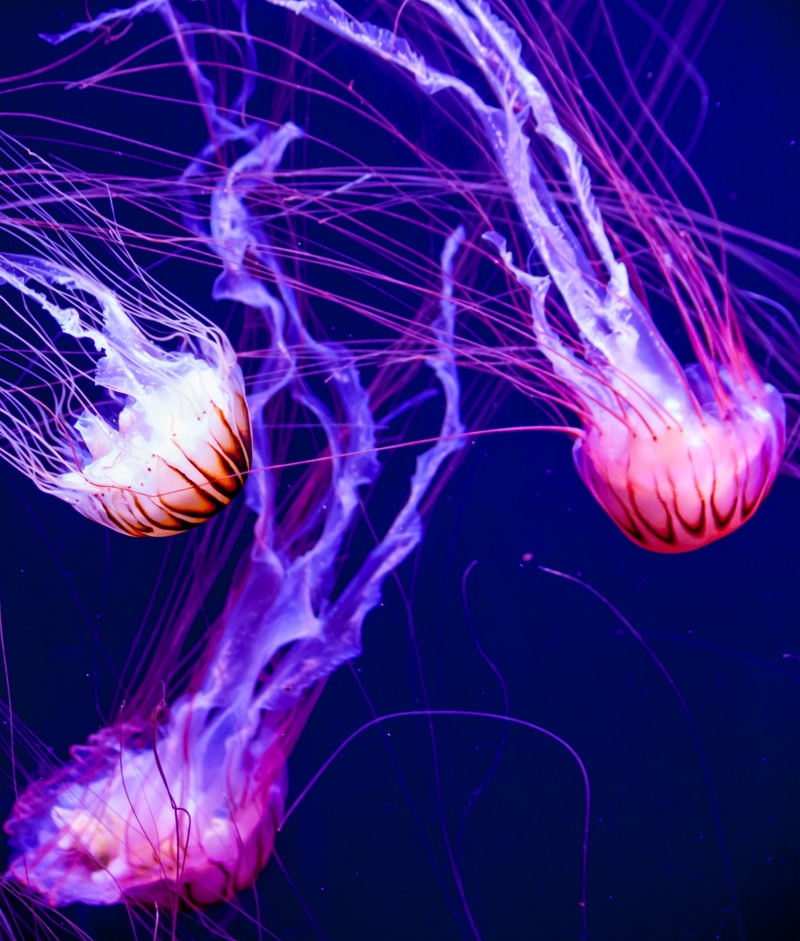 no people, group of animals, animal themes, fluorescent, outdoors, fish, photo, aquarium, jellyfishes, swimming, undersea, 1080P, tentacle, marine, transparent