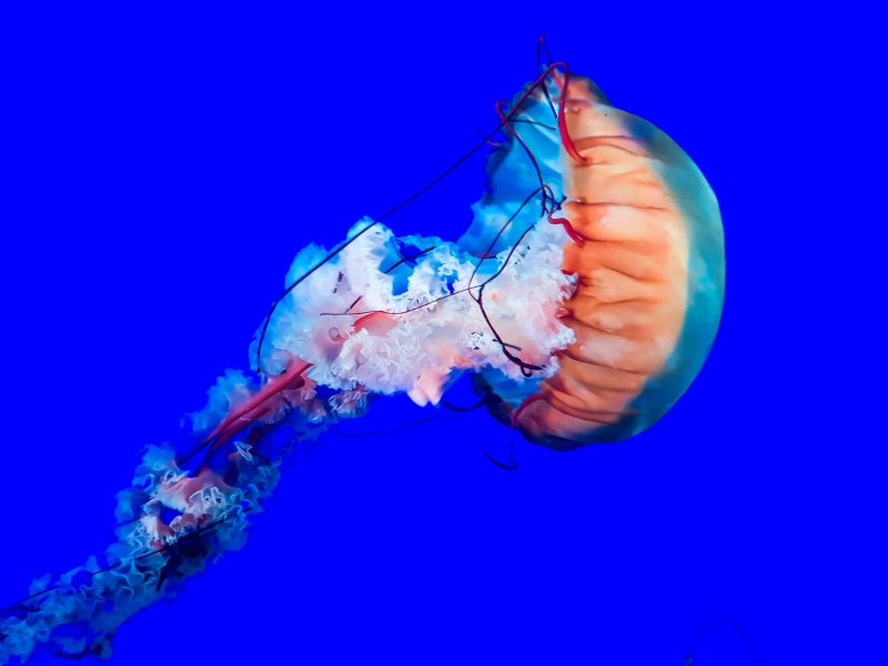 sea, orange, red, floating on water, animals in the wild, one animal, invertebrate, creature, poisonous, animal, sea life, pink, jellyfish, outdoors, tentacle