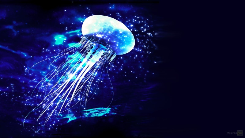 one animal, sea life, photo manipulation, underwater, sea, swimming, jellyfish, 1080P, fish, no people, jelly, animals in the wild, illuminated, black background
