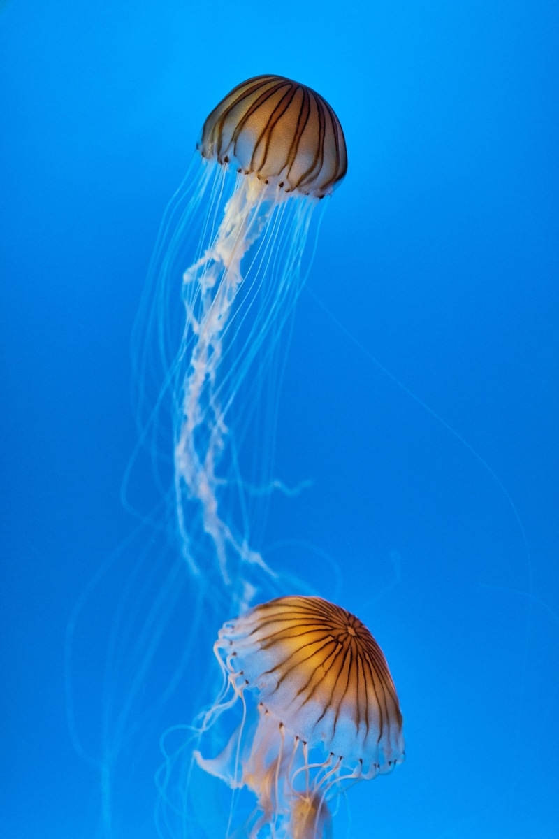 undersea, closeup, sting, sealife, close-up, stinger, one animal, swimming, jellyfish, aquarium, japan, background, floating on water, fish, sea, photo