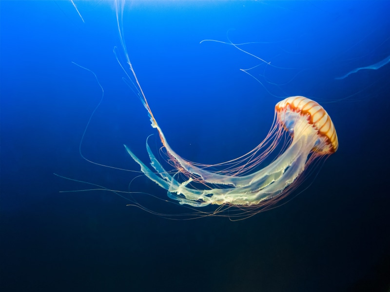 tentacle, multi Colored, aquarium, abstract, wildlife, fish, blue, orange, swimming Animal, sea Life, animal, cnidarian, underwater, sea, brown, aquatic