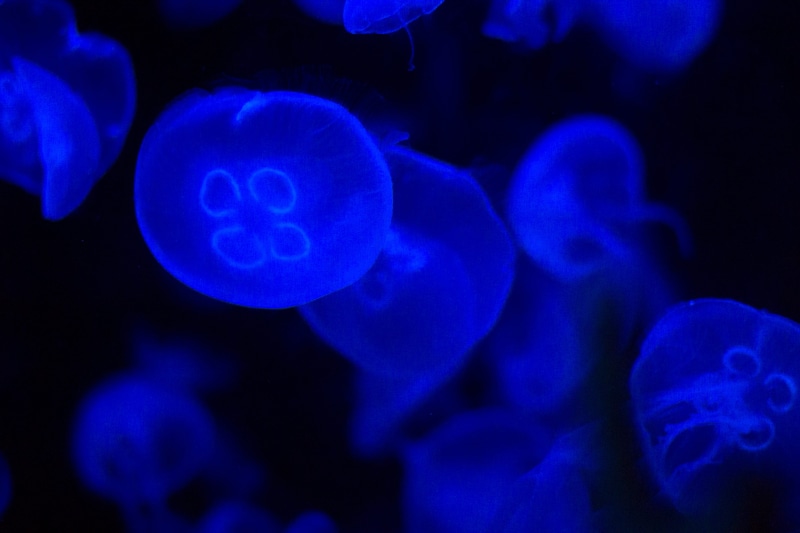 swimming Animal, jelly, contrast, medusa, aquarium, fish, dark, translucent, 5K, poisonous, jellyfish, blue, sea Life, photoholgic, cnidarian