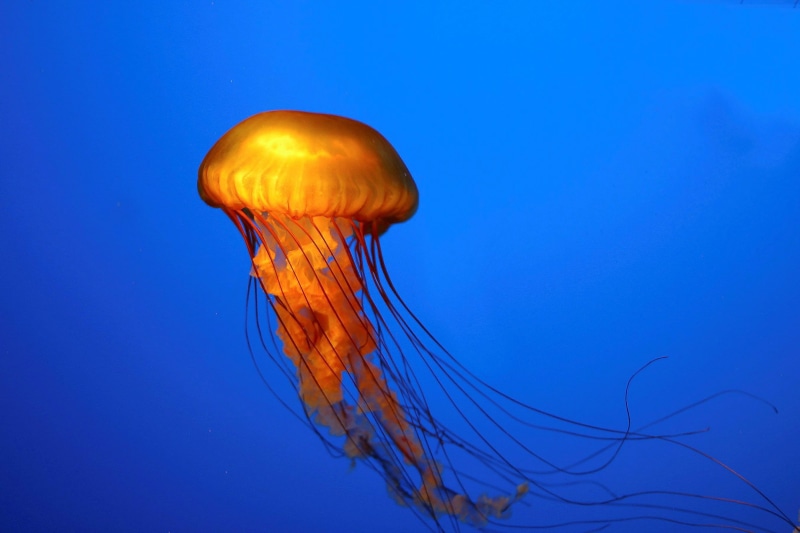 background, blue, animal, orange, blue background, jellyfish, photography, 2K