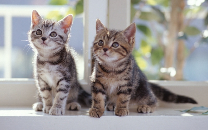 cat, pets, cute, animals, domestic, domestic animals, brown, two animals, young animal, whisker, two, 1080P, kitten, focus on foreground, no people, group of animals