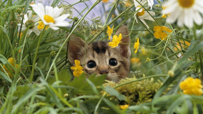 kitten, feline, grass, flower, brown, hd, animals, 1080P, black, cat