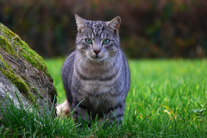 animaux, tabby, black, gray, Green eyes, french, feline, pet  animal, 2K, grass, panasonic, portrait, green, green grass, tabby cat, color, fauna, france
