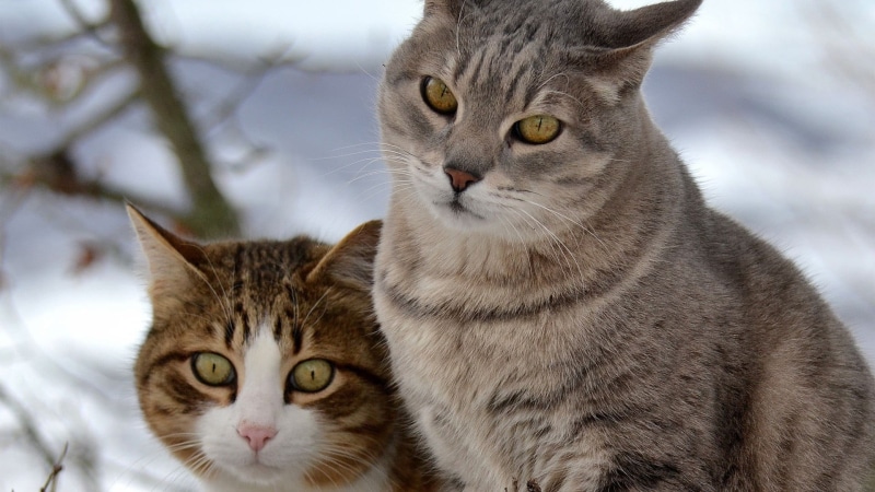 animal, kittens, 1080P, animal eye, domestic animals, mammal, two, two animals, portrait, domestic, whisker, no people, animals, white, pets, focus on foreground