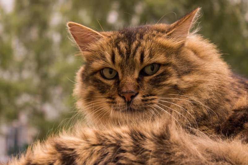 tabby, cat, domestic animals, portrait, mammal, close-up, no people, animals, kittens, ginger cat, feline, pets, domestic, two, maine coon cat, 2K, day