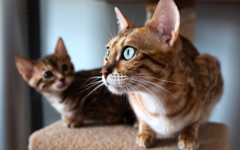 one animal, two, vertebrate, 1080P, mammal, short, looking, animal head, whisker, focus on foreground, domestic cat, tabby, cat, domestic, indoors, domestic animals