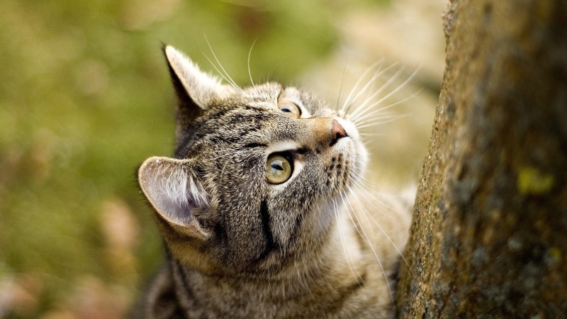 mammal, portrait, no people, animal, animal eye, cat, close-up, domestic cat, animals, two, tabby, animal body part, pets, brown, domestic, cute, animals in the wild