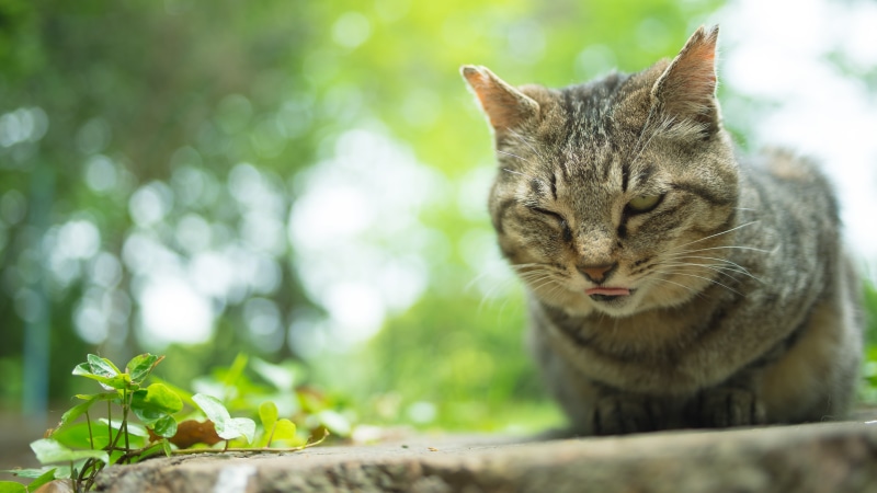cute, feline, brown, kitten, ネコ, animal, tabby, cat, Japan, NIKON  D750, outdoors, brown tabby, nature, domestic Cat, mammal, domestic Animals, grass is greener