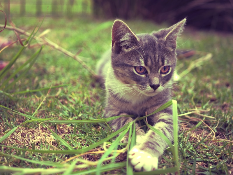 pet, still, home, Animal, warm, rest, domestic animals, domestic, no people, soft, charming, Vintage, animal themes, Pet, one animal, color, animal head