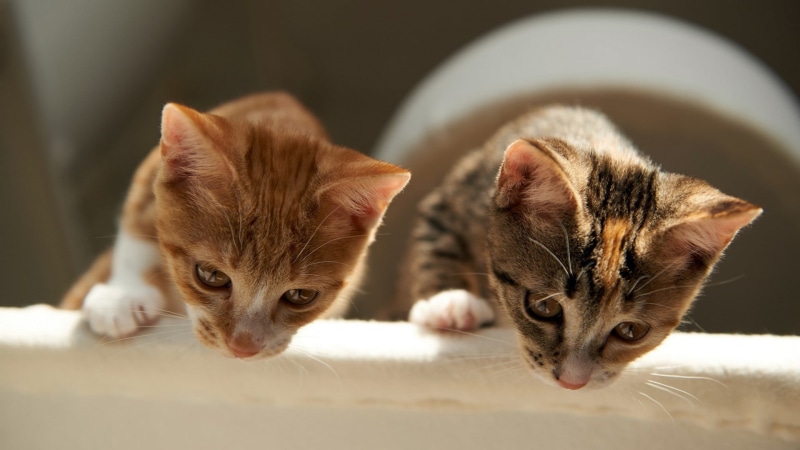 two, whisker, mammal, kittens, animals, 1080P, young animal, group of animals, brown, focus on foreground, domestic, feline, cat, animal, domestic cat