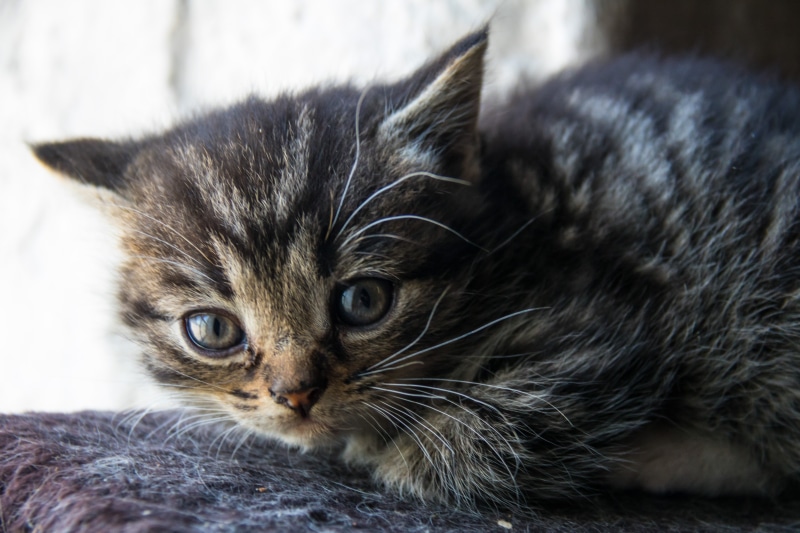 canon, pets, city, animal, ƒ / 5, fur, geo, s18, domestic Animals, tabby, focal_length, country, f/3.5, exif, ef, 5K, mammal, aperture, cute, brown, 760d