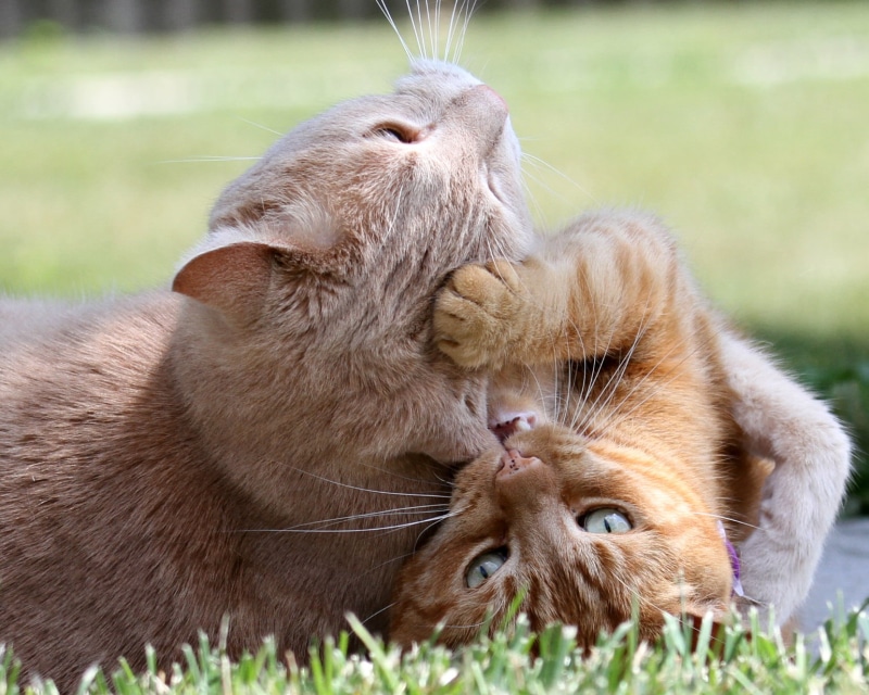 Animal Hospital, felines, domestic Animals, Toxic, outdoors, lying, feline, grass, Explore, cats, nature, domestic Cat, beige, ginger, green, tabby cats