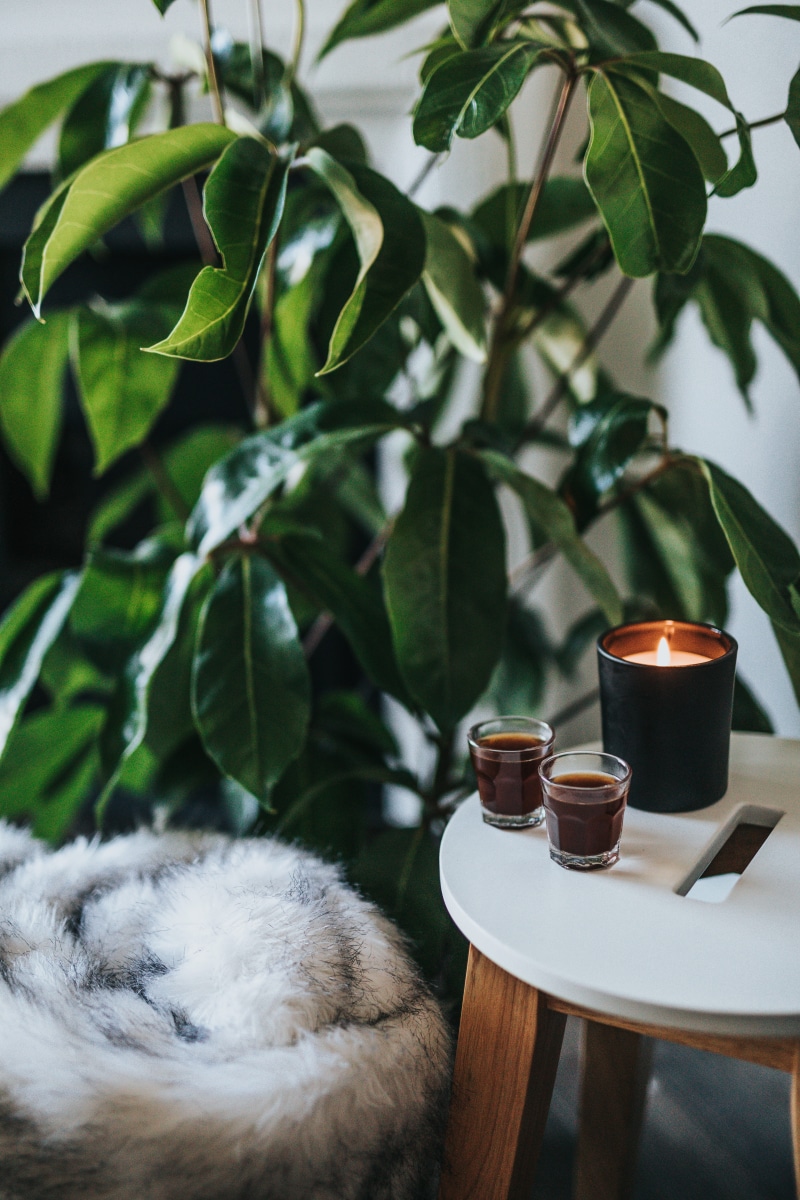 house plant, gibraltar, domestic animals, detail, near, crockery, home, closeup, shot, beside, two, coffee addict, interior design, no people, house, one animal