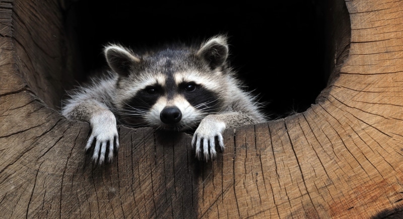 look, tree, 1080P, raccoon