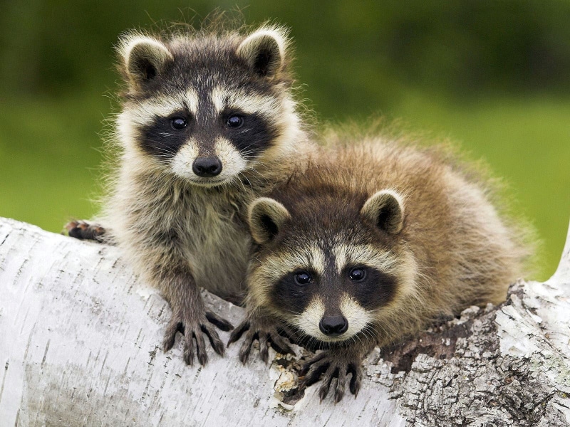 animals in the wild, animal wildlife, portrait, outdoors, no people, kittens, raccoon, cute, close-up, togetherness, two animals, brown, two, 720P, looking at camera