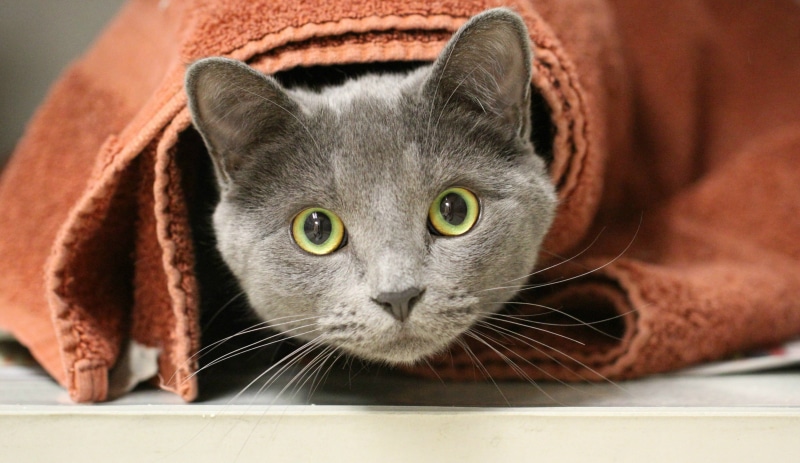 DSH, fur, domestic Animals, 2K, British, pets, green eyes, domestic Cat, grey, cute, short, red, direct, looking, blanket, animal, Dash, heavens, cat